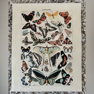 Vintage Papillons Print  |  Adolphe Philippe Millot  ( 1857 – 1921, Paris )